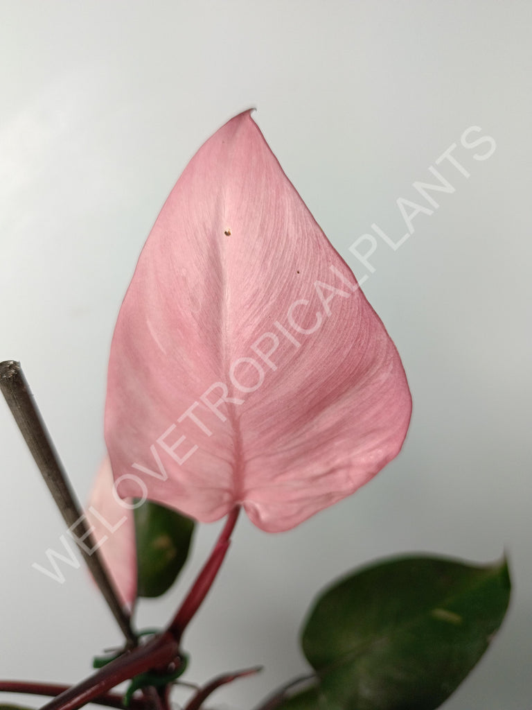 Philodendron pink princess variegata