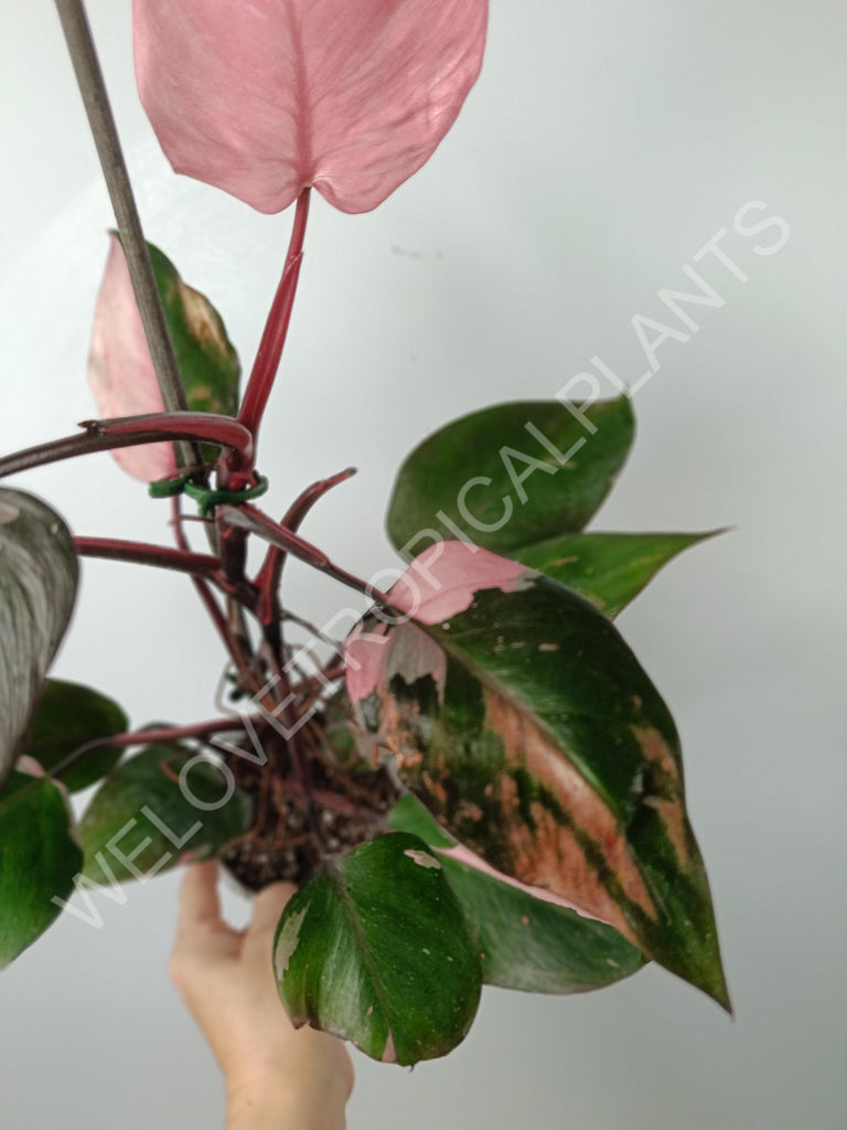 Philodendron pink princess variegata