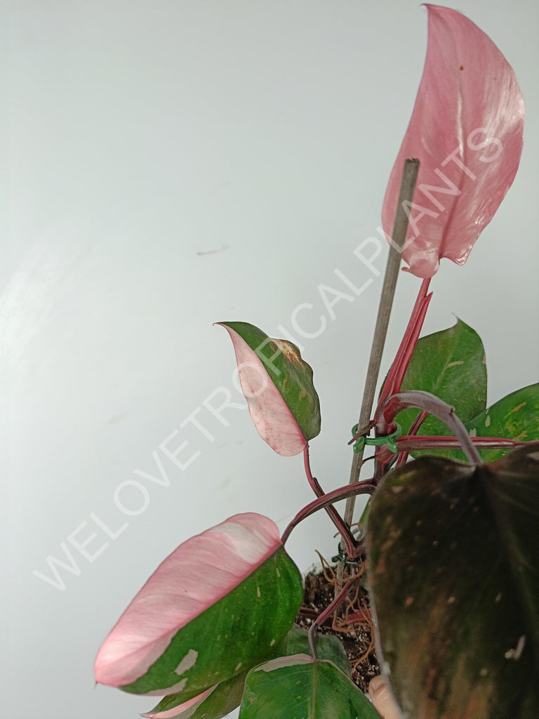 Philodendron pink princess variegata