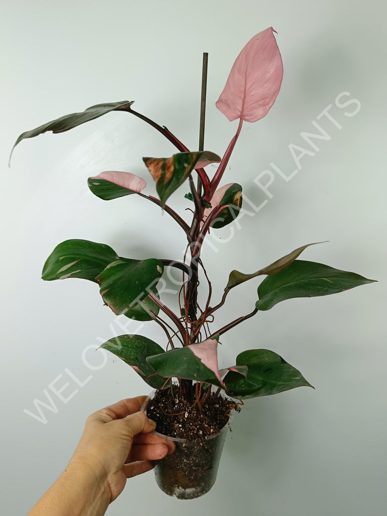 Philodendron pink princess variegata