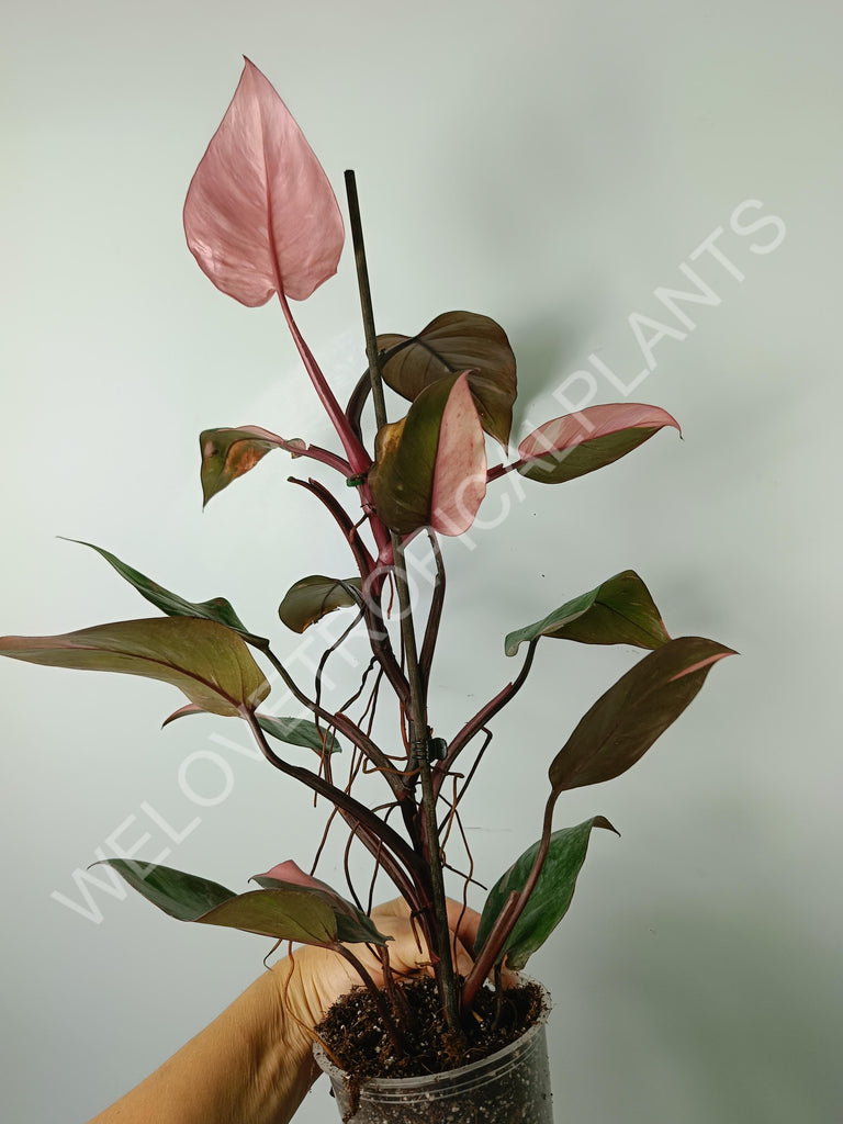 Philodendron pink princess variegata