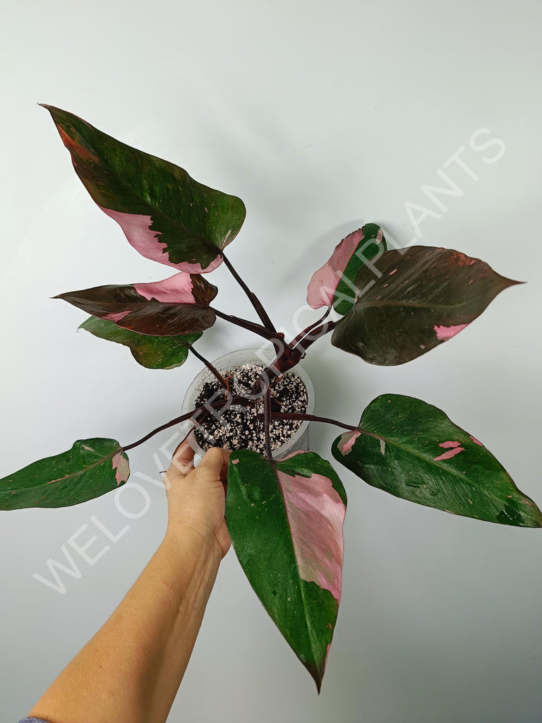 Philodendron pink princess