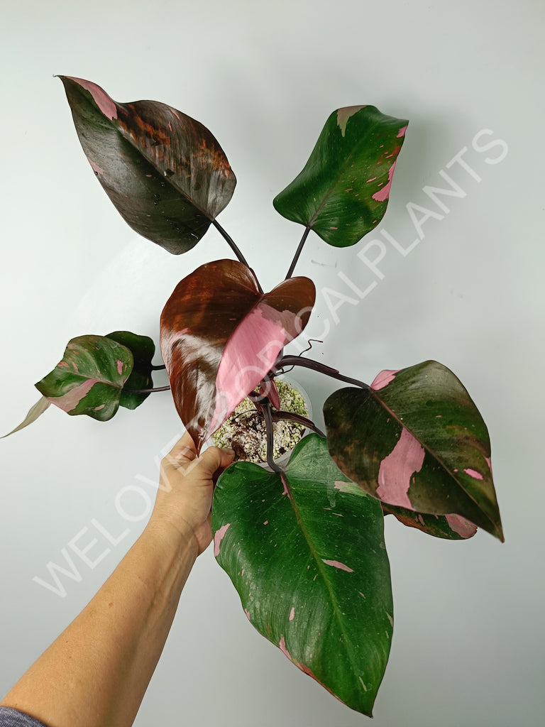 Philodendron pink princess