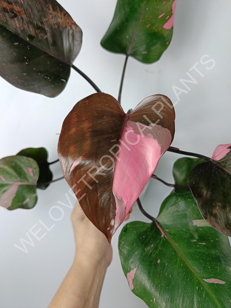 Philodendron pink princess