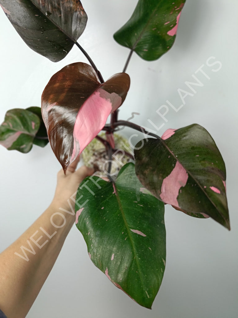 Philodendron pink princess