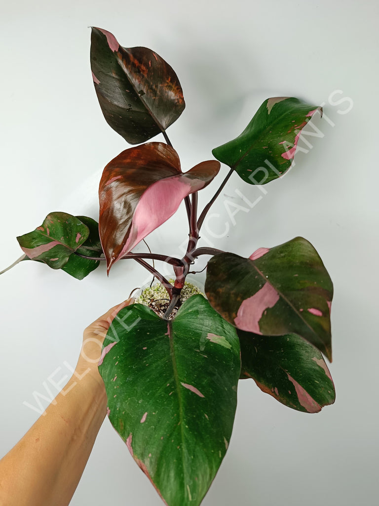 Philodendron pink princess