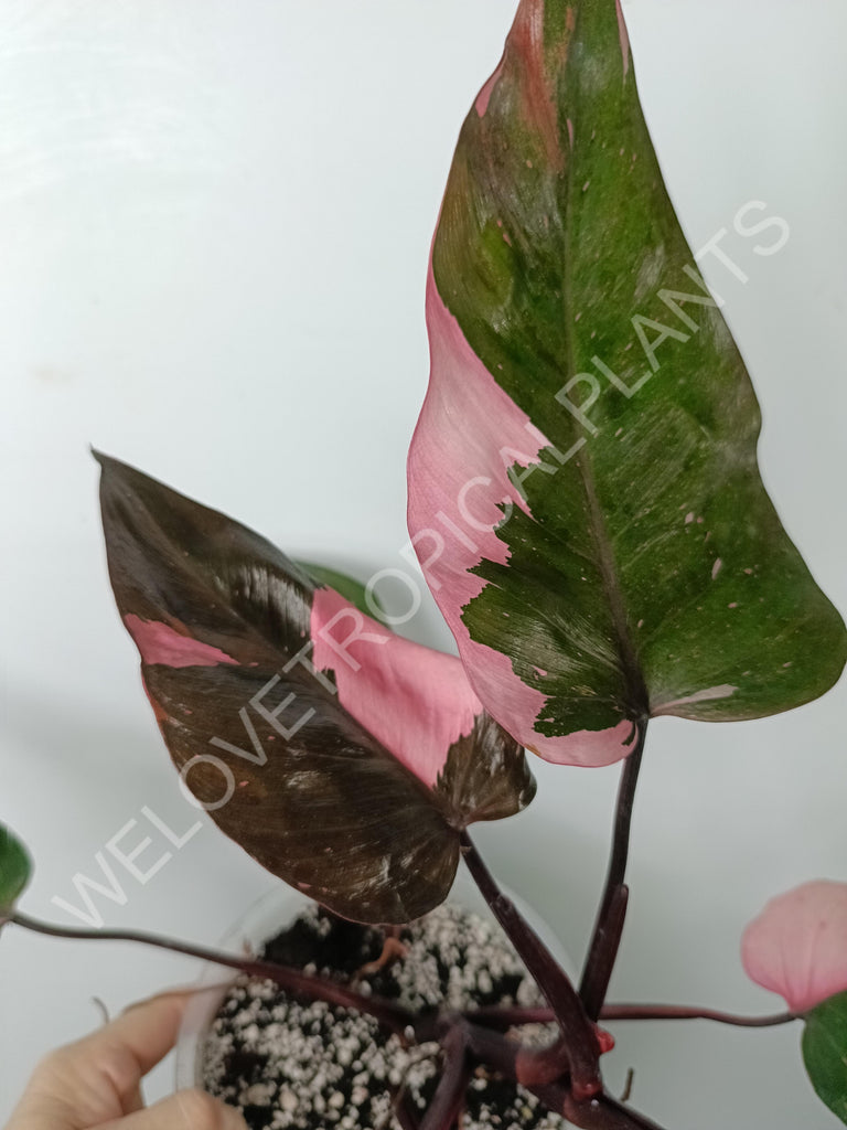 Philodendron pink princess