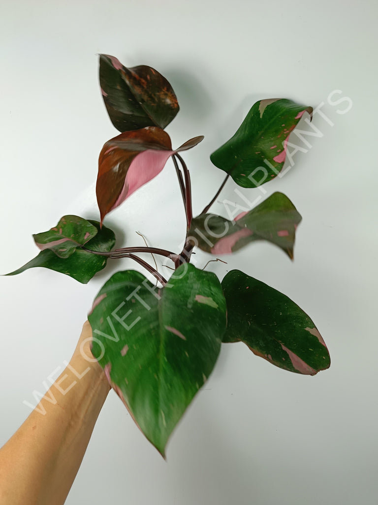 Philodendron pink princess