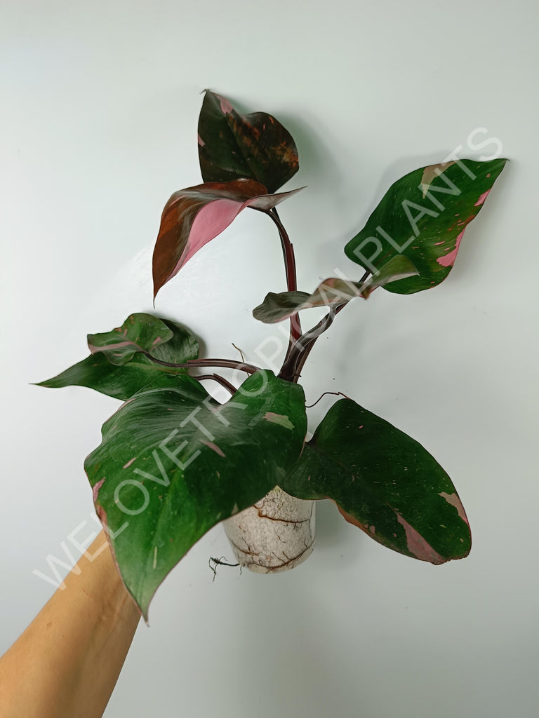 Philodendron pink princess