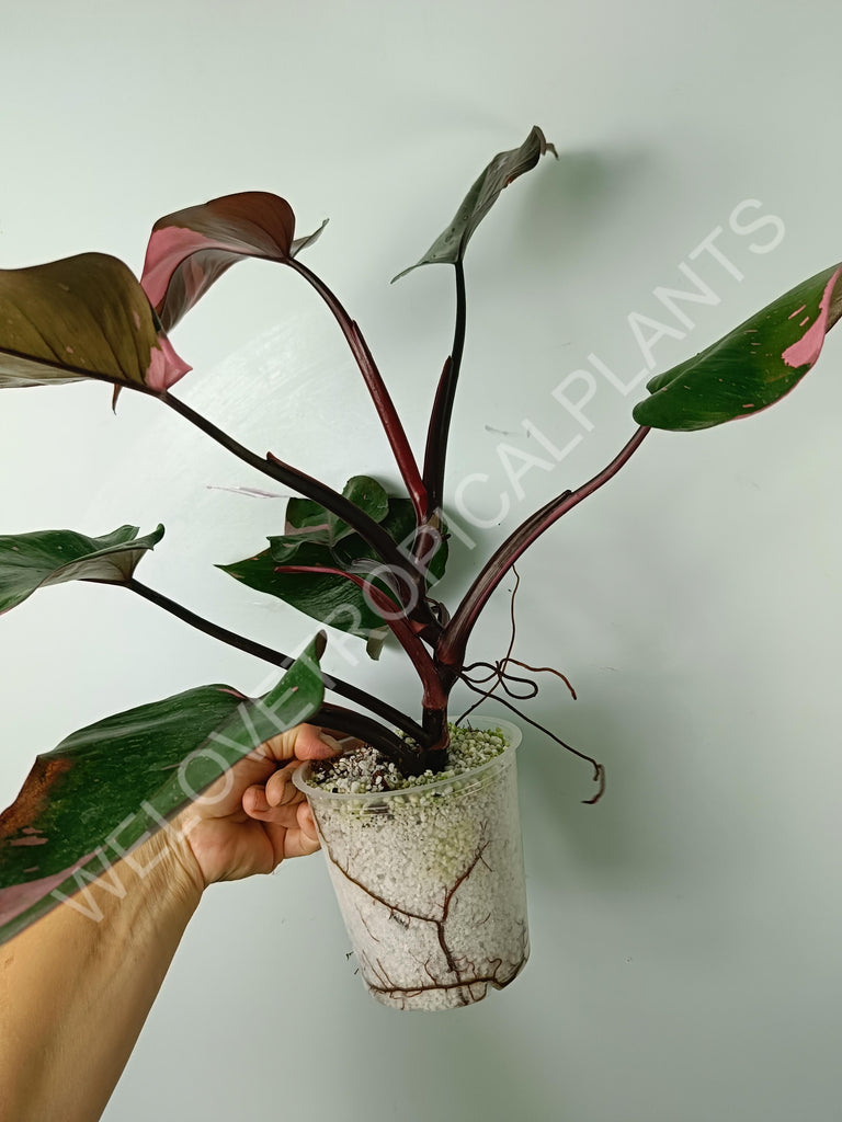 Philodendron pink princess