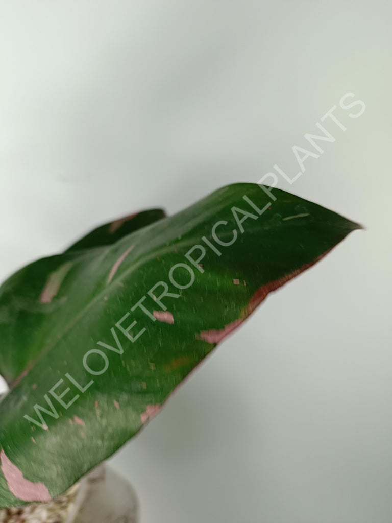 Philodendron pink princess