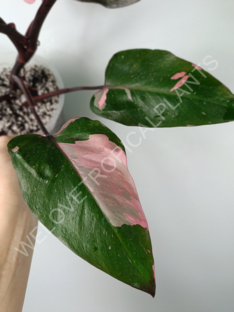 Philodendron pink princess