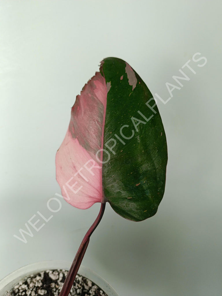 Philodendron pink princess