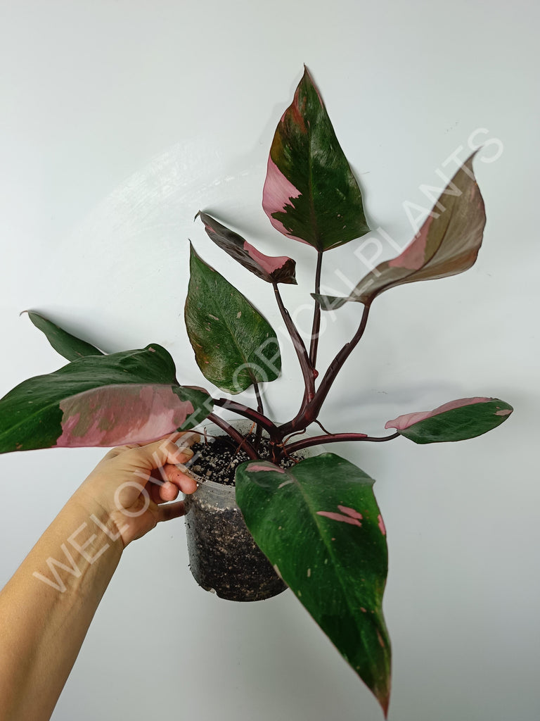 Philodendron pink princess