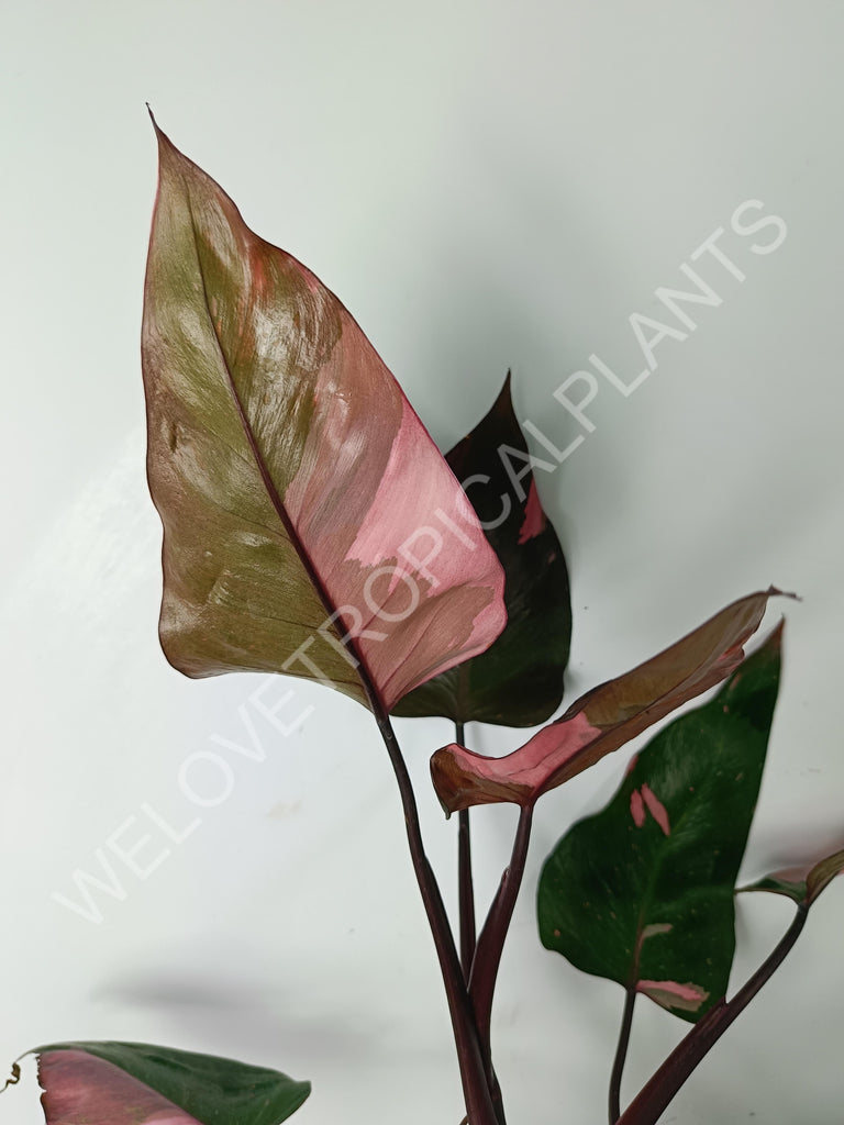 Philodendron pink princess