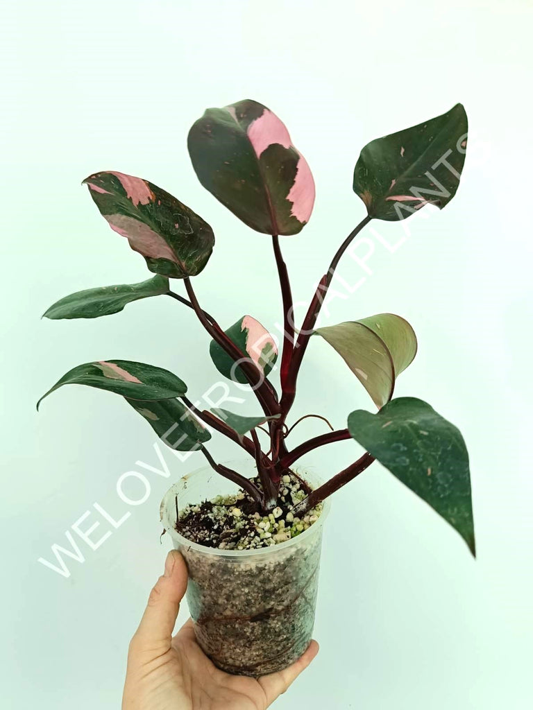 Philodendron pink princess variegata