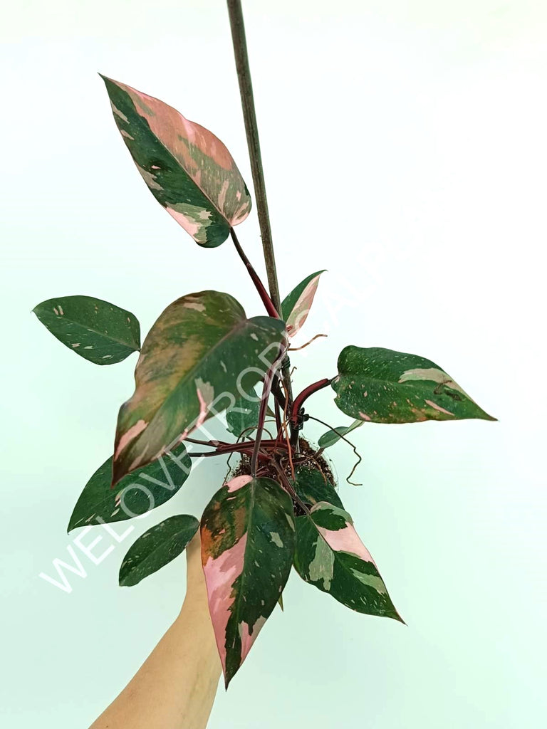 Philodendron pink princess variegata