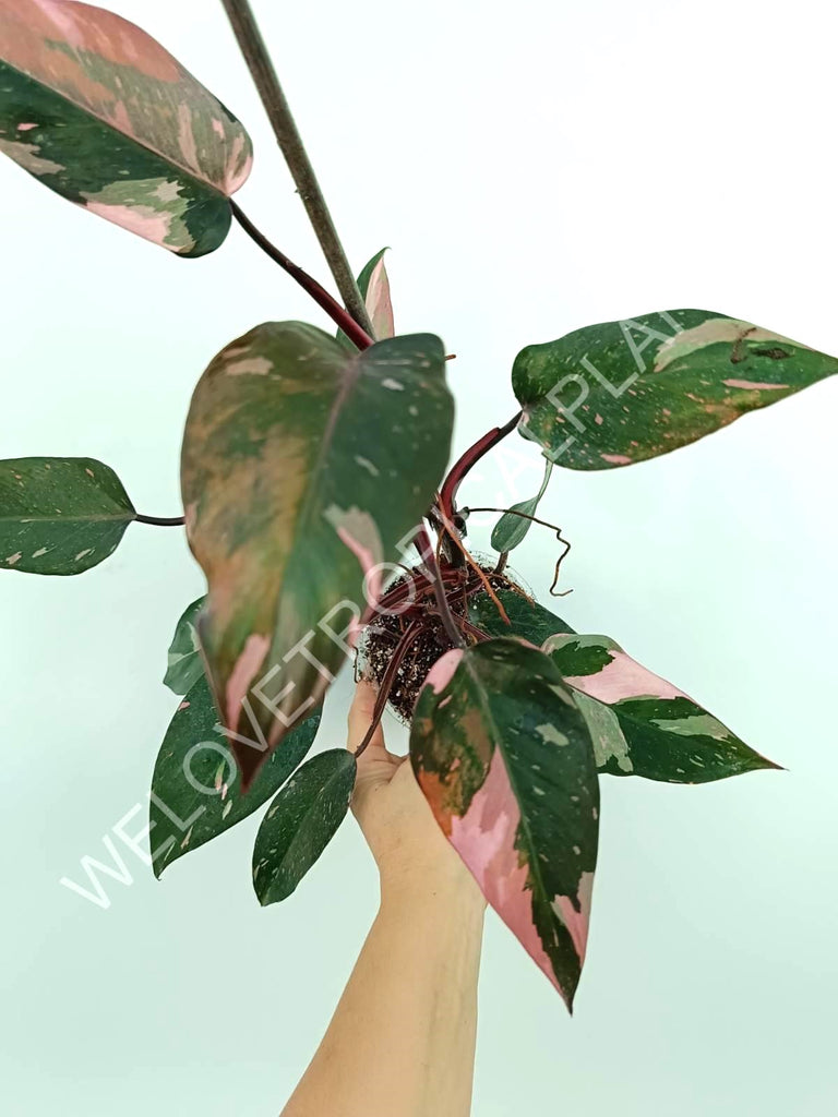 Philodendron pink princess variegata