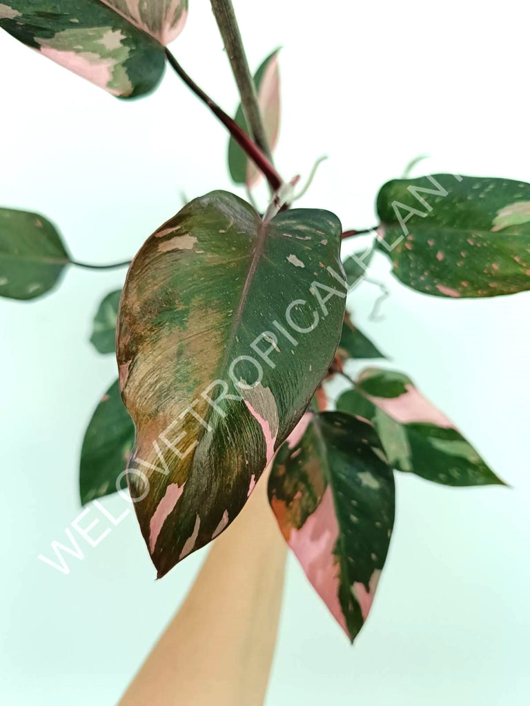 Philodendron pink princess variegata