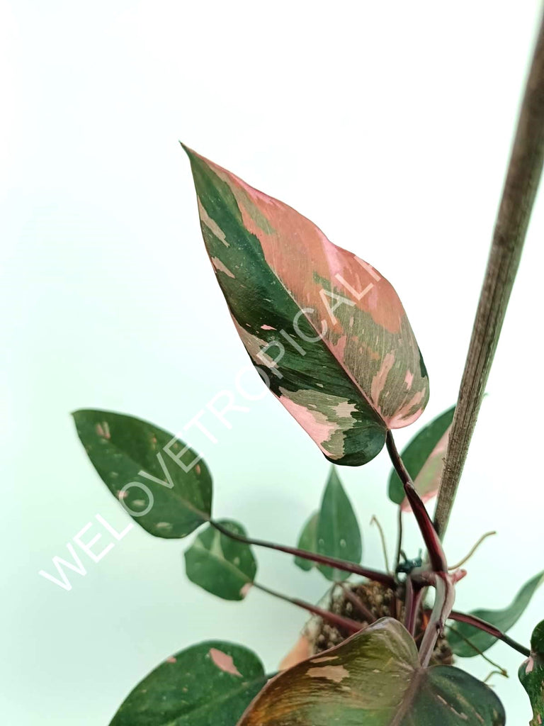 Philodendron pink princess variegata