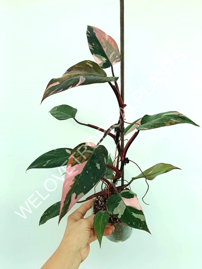 Philodendron pink princess variegata