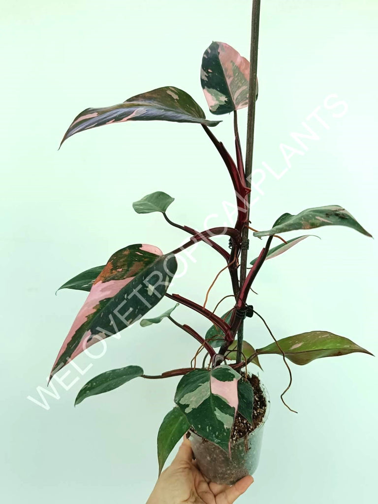 Philodendron pink princess variegata