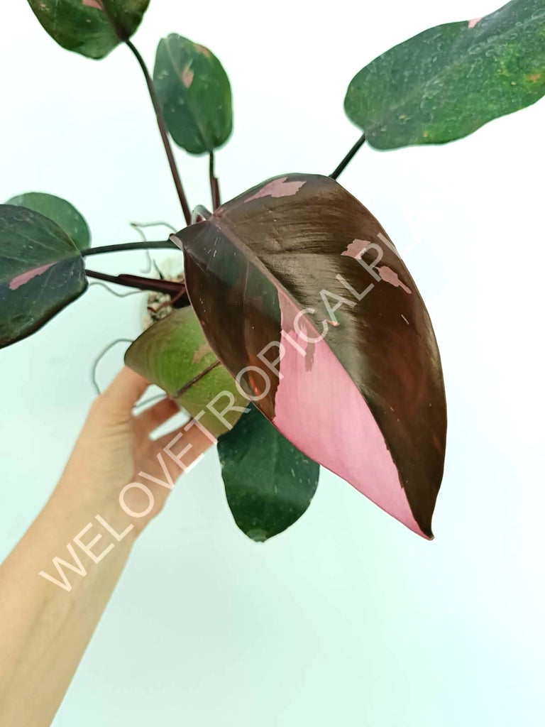 Philodendron pink princess variegata