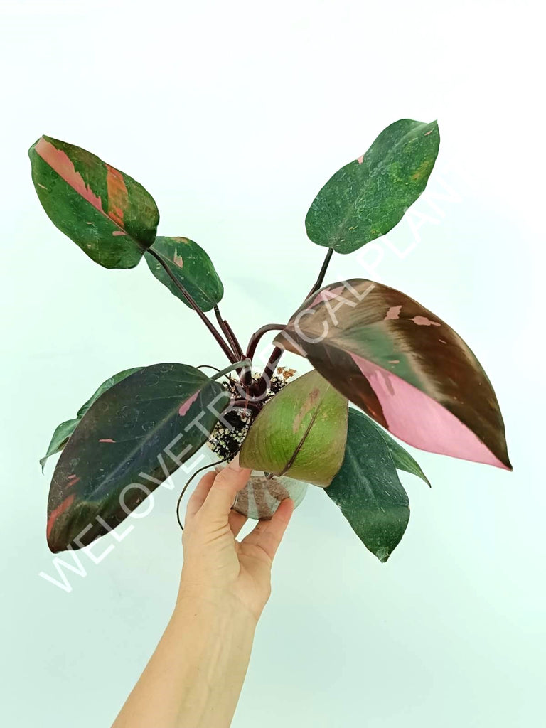 Philodendron pink princess variegata