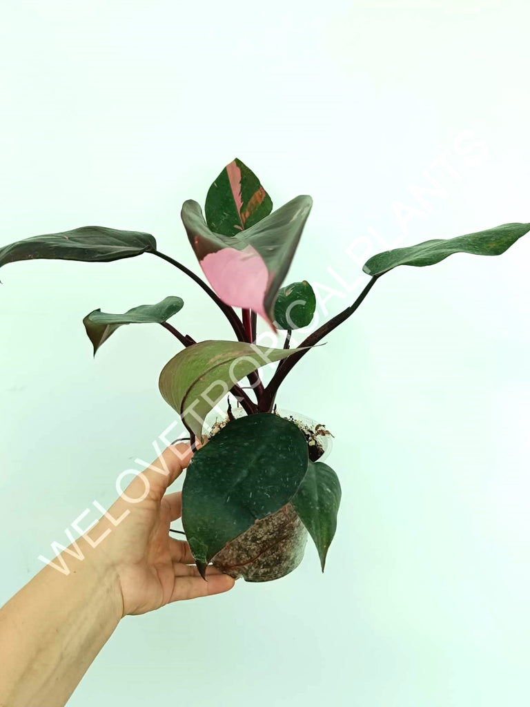 Philodendron pink princess variegata