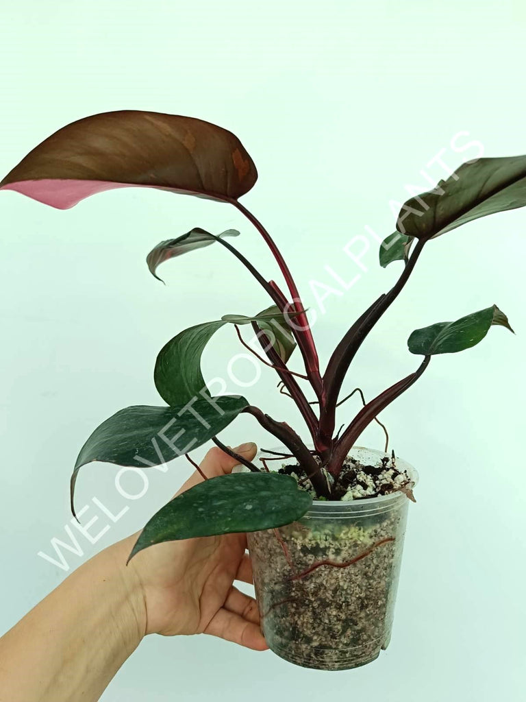 Philodendron pink princess variegata