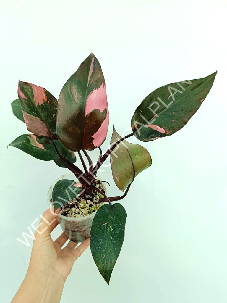 Philodendron pink princess variegata