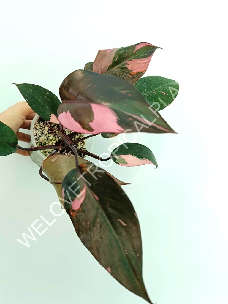 Philodendron pink princess variegata