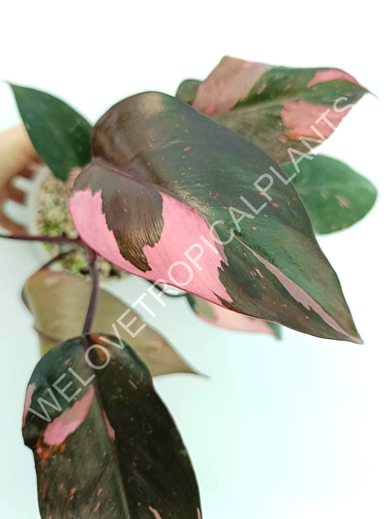 Philodendron pink princess variegata