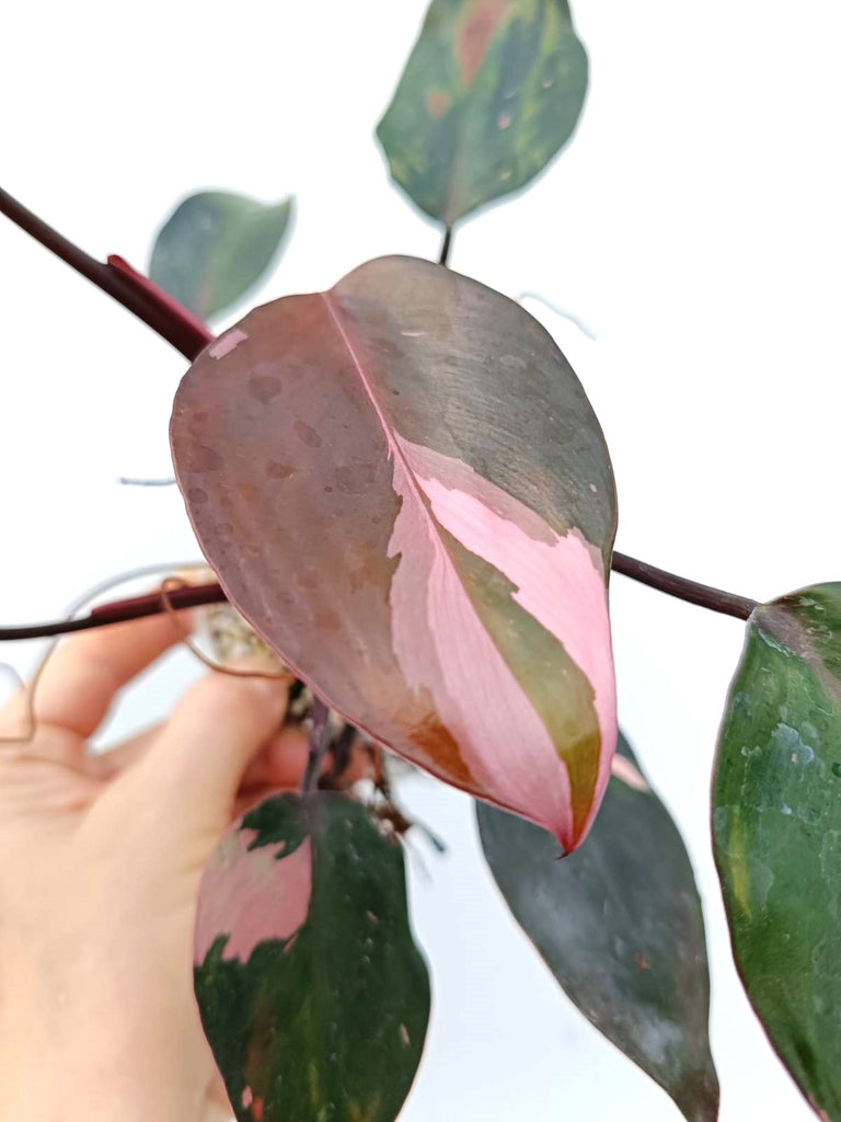 Philodendron pink princess variegata