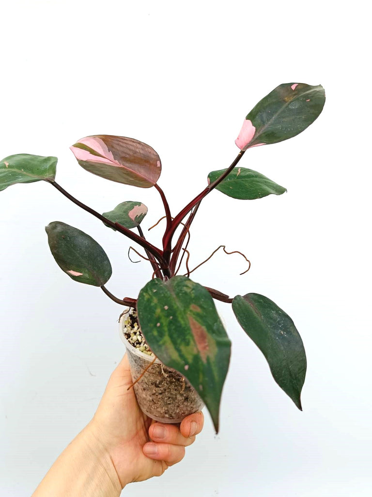 Philodendron pink princess variegata