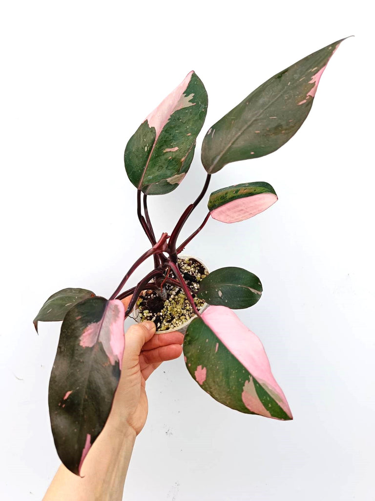 Philodendron pink princess variegata