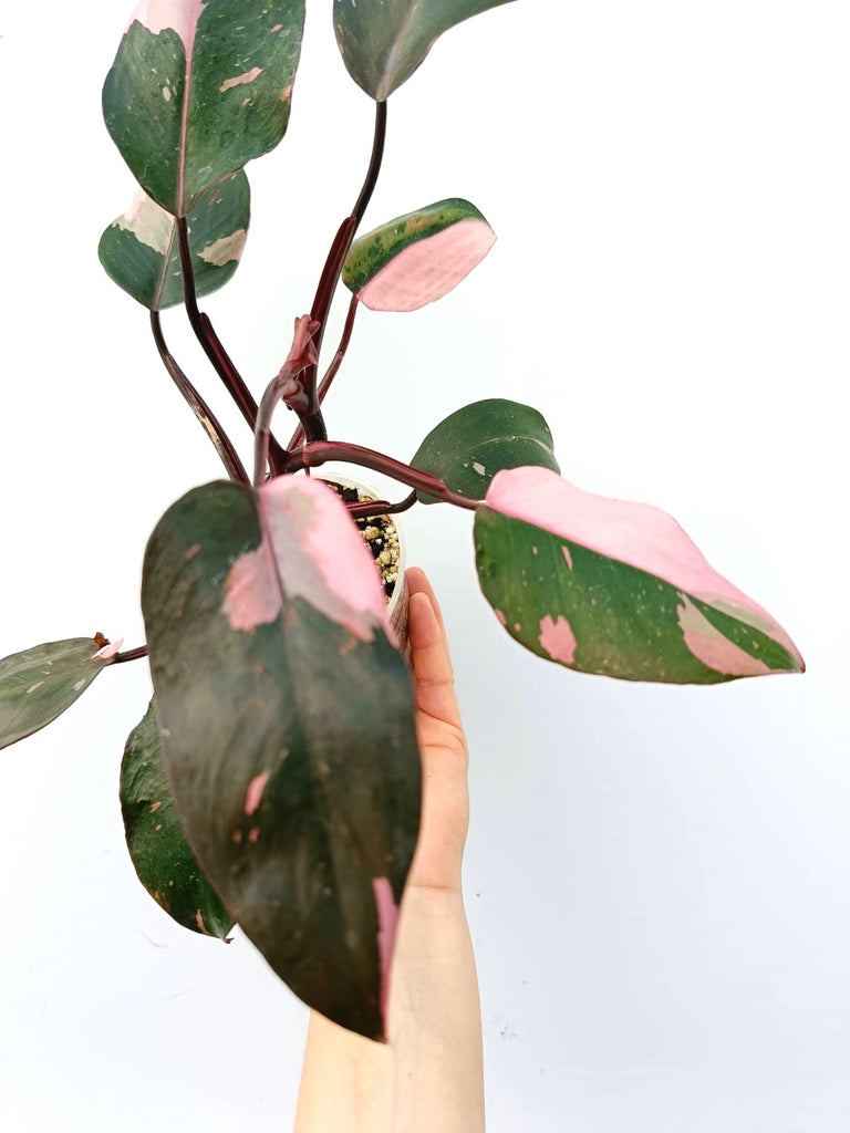 Philodendron pink princess variegata