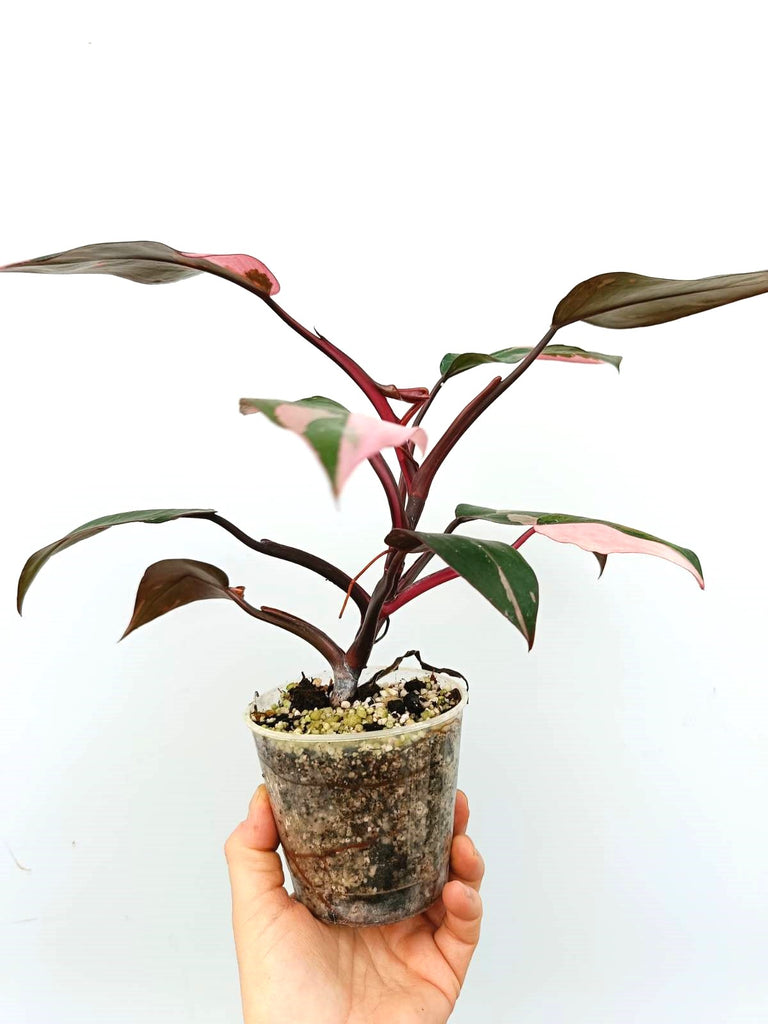 Philodendron pink princess variegata