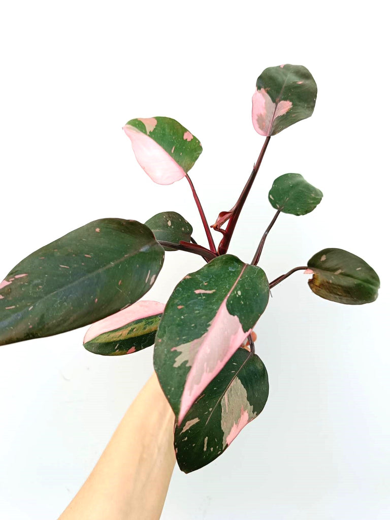 Philodendron pink princess variegata