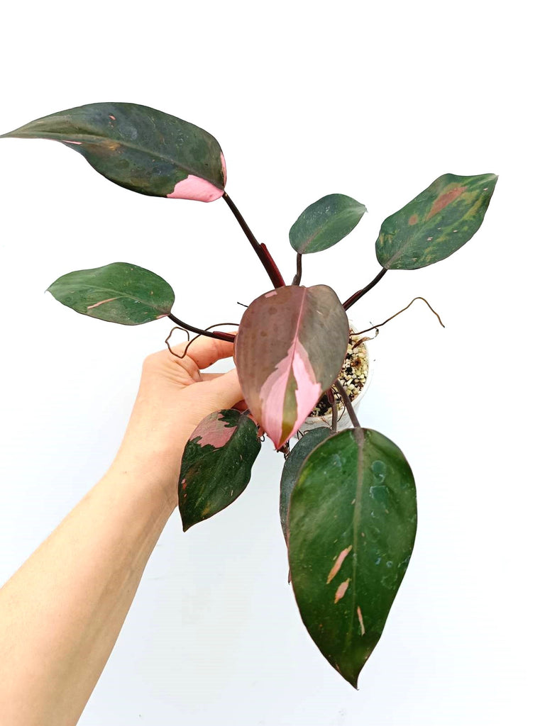 Philodendron pink princess variegata