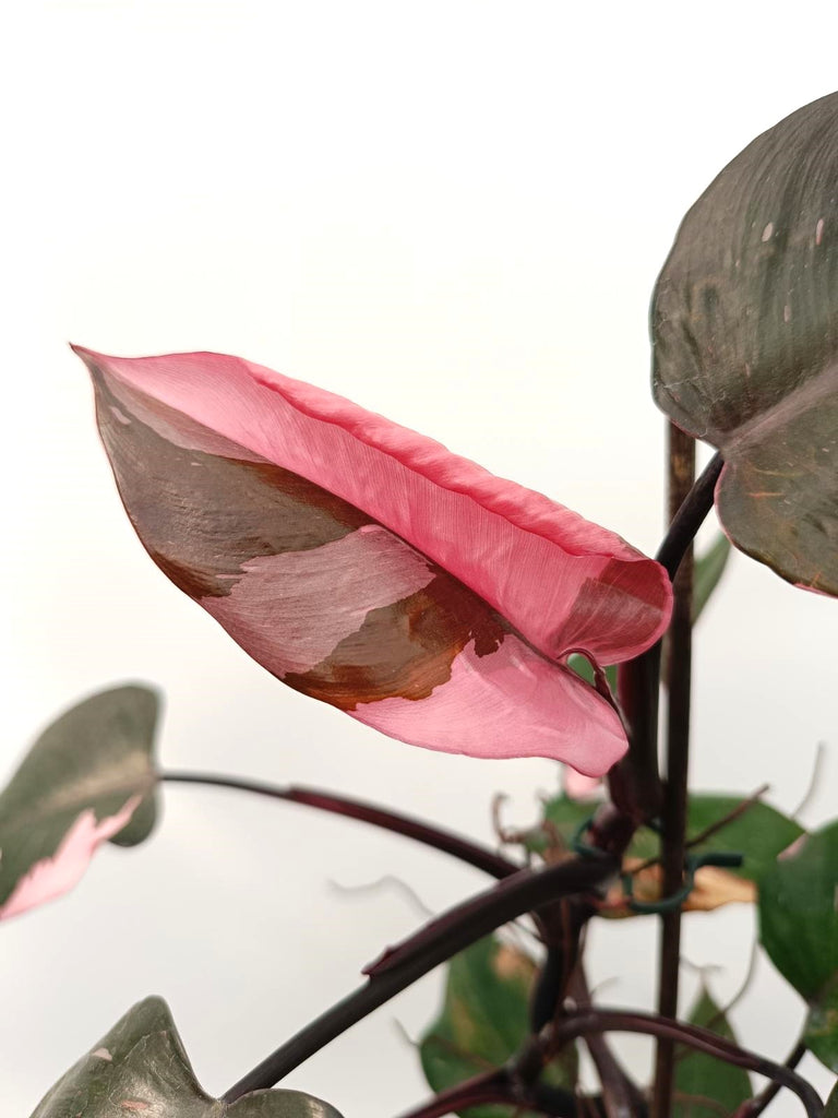 Philodendron pink princess variegata