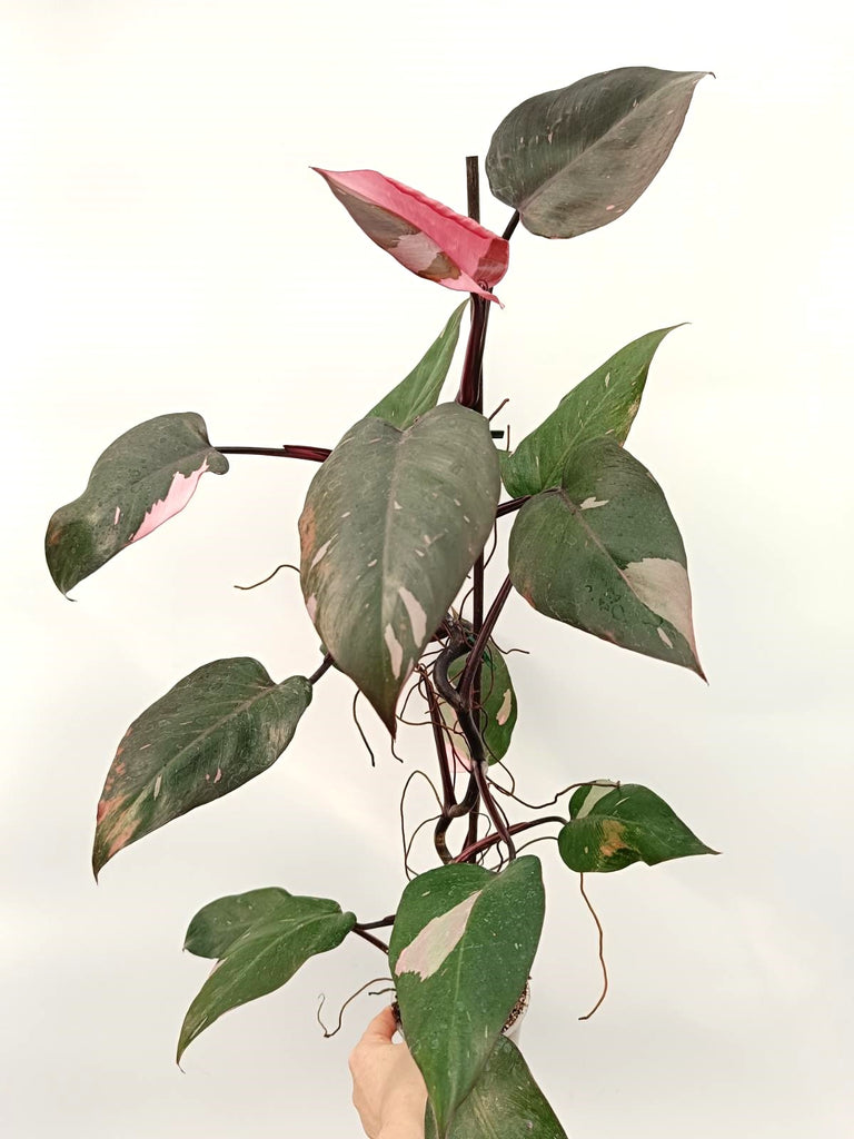 Philodendron pink princess variegata