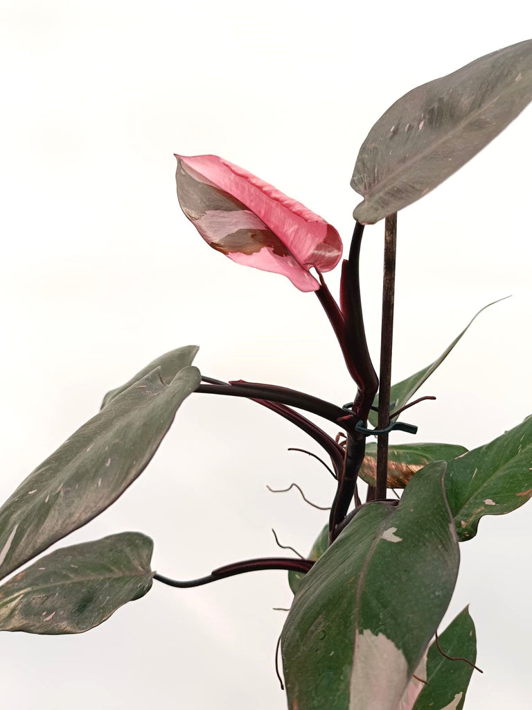 Philodendron pink princess variegata