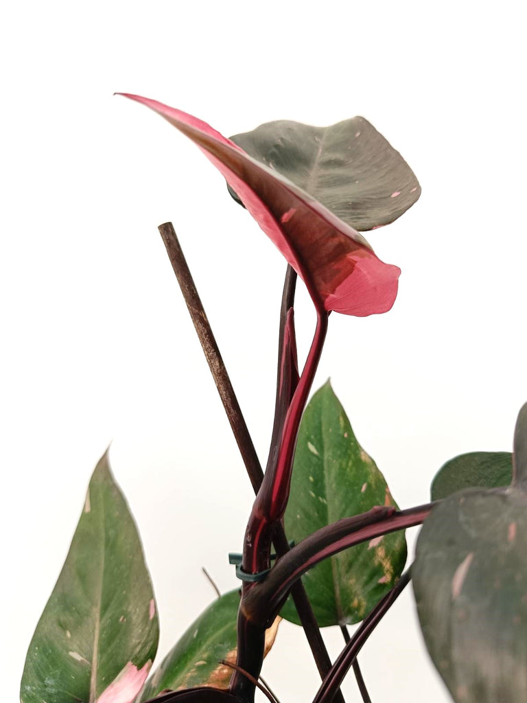 Philodendron pink princess variegata