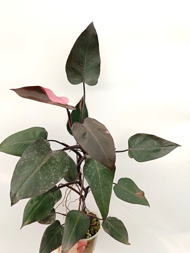 Philodendron pink princess variegata