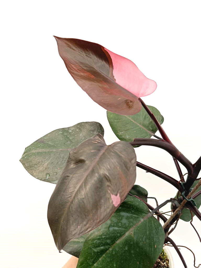 Philodendron pink princess variegata