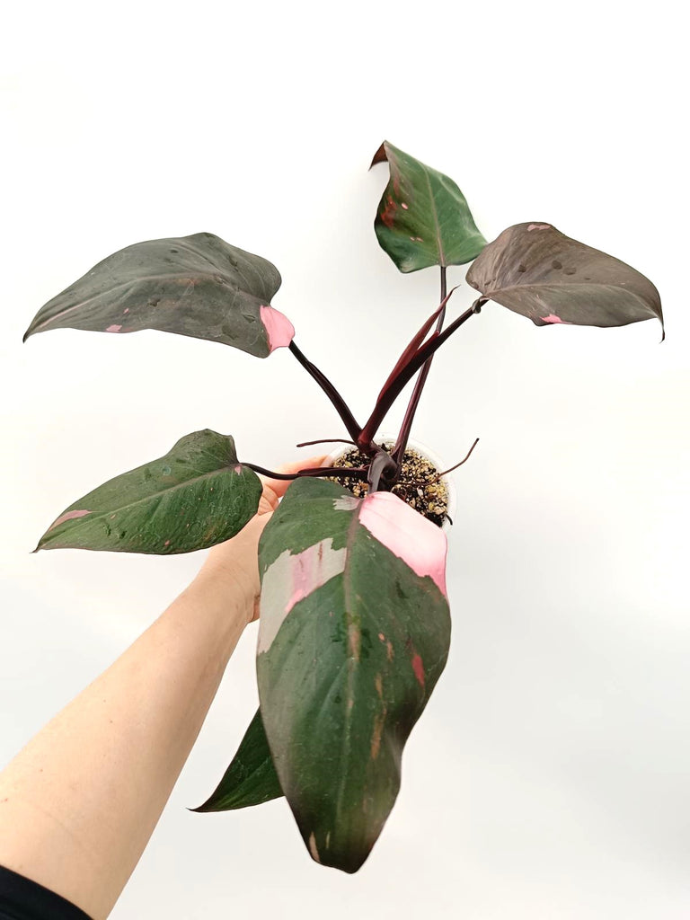 Philodendron pink princess variegata