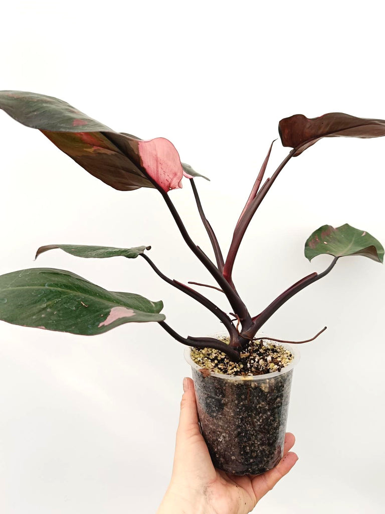 Philodendron pink princess variegata