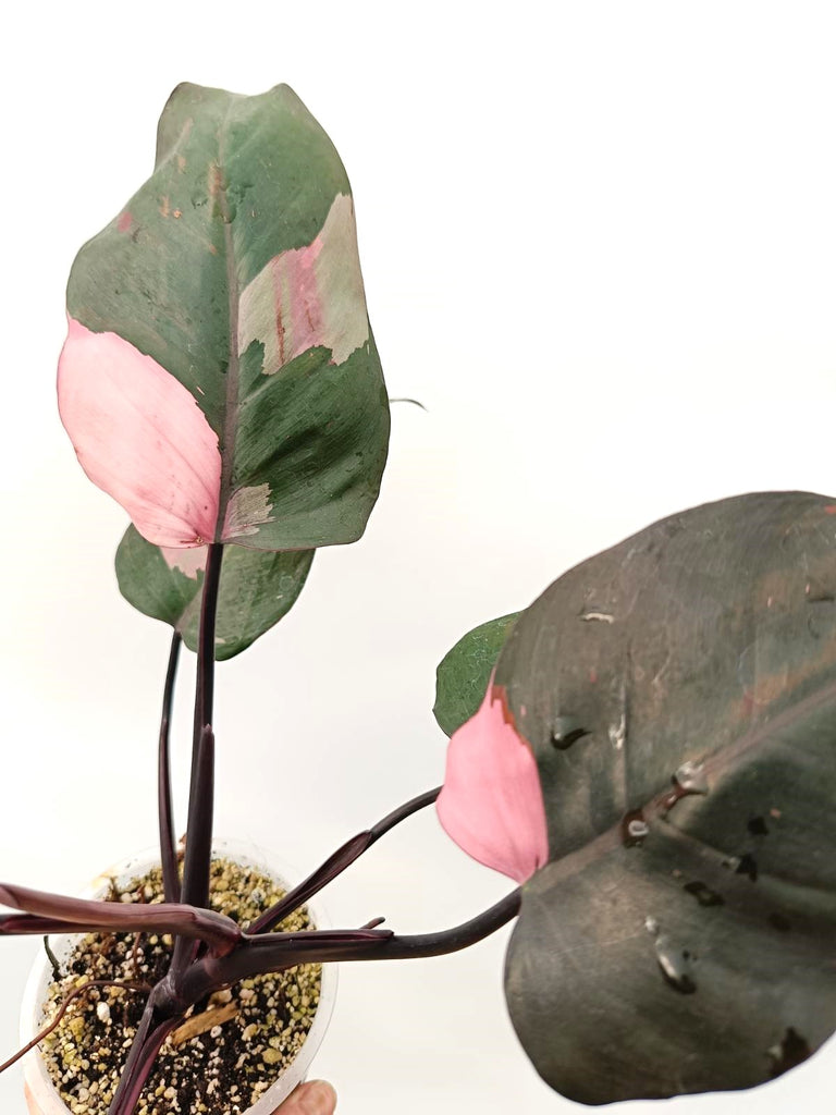 Philodendron pink princess variegata