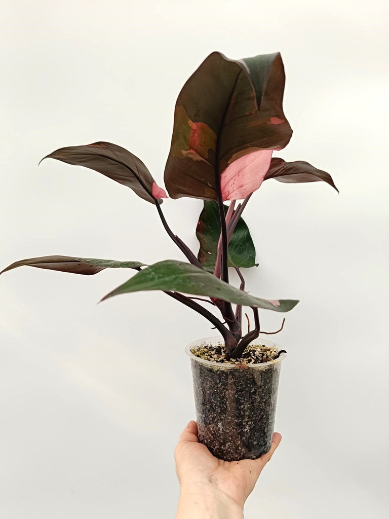 Philodendron pink princess variegata